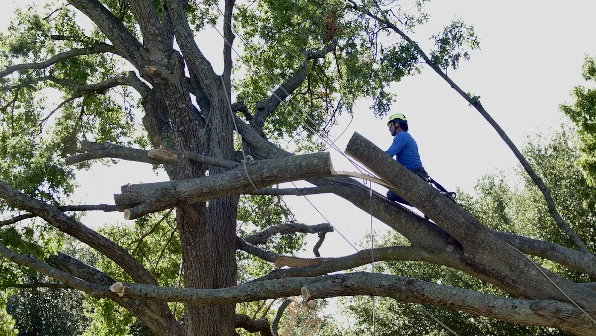 Professional Crown Thinning performed by certified arborists in Oreland