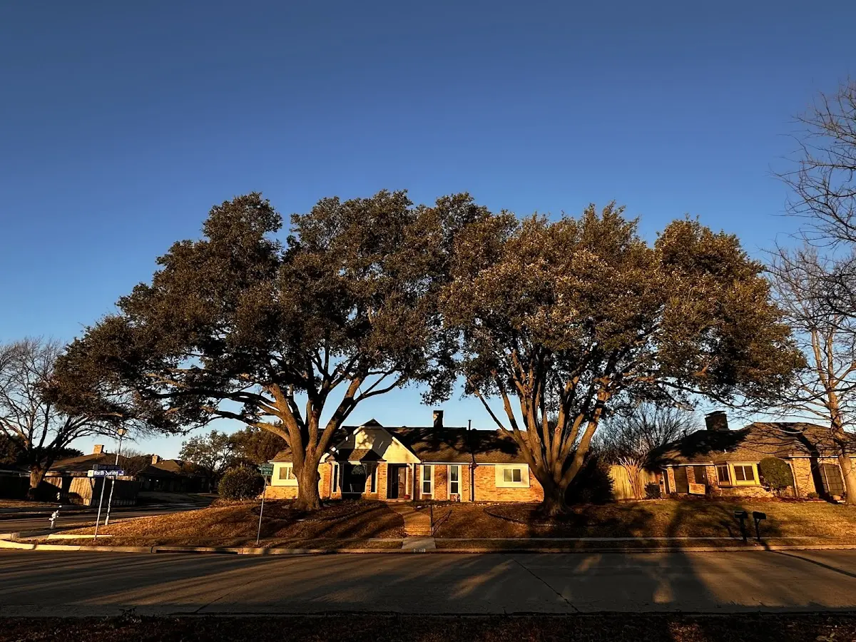 Established residential canopy tree shading a home in Oreland